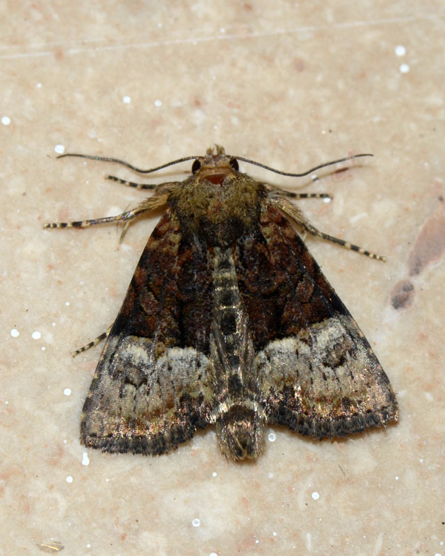 Noctuidae Mesoligia furuncula ? S